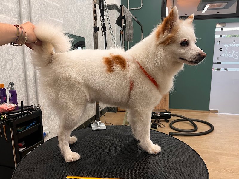 VIRO' DOG GROOMING - Foto 2