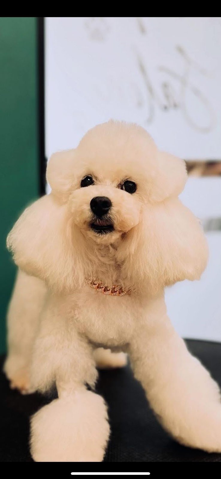 VIRO' DOG GROOMING - Foto 3