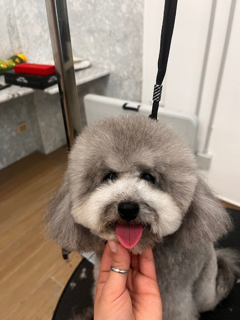 VIRO' DOG GROOMING - Foto 4