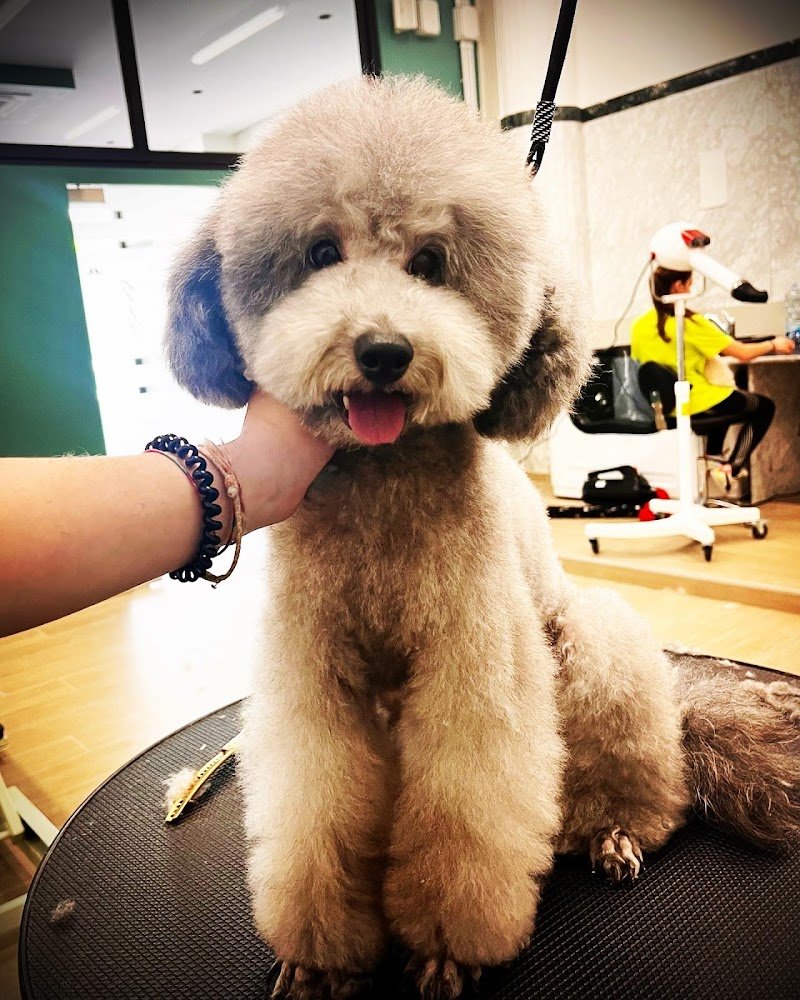 VIRO' DOG GROOMING - Foto 5