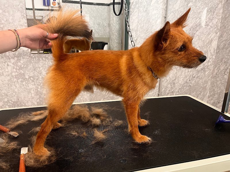 VIRO' DOG GROOMING - Foto 6