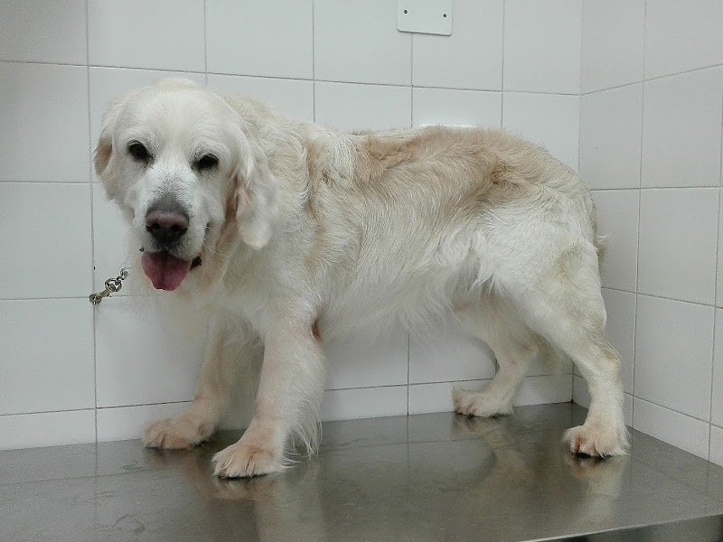 Vita Da Cane - Foto 4