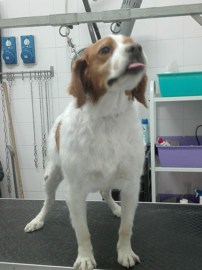 Vita Da Cane - Foto 6