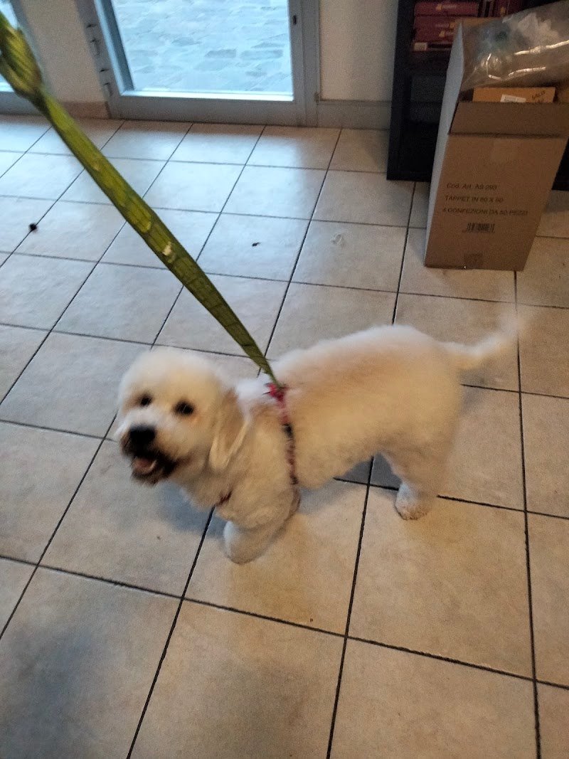 Vita da cani - Foto 1