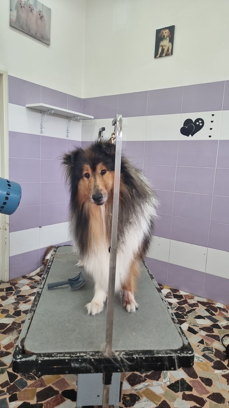 Vita Da Cani - Foto 1