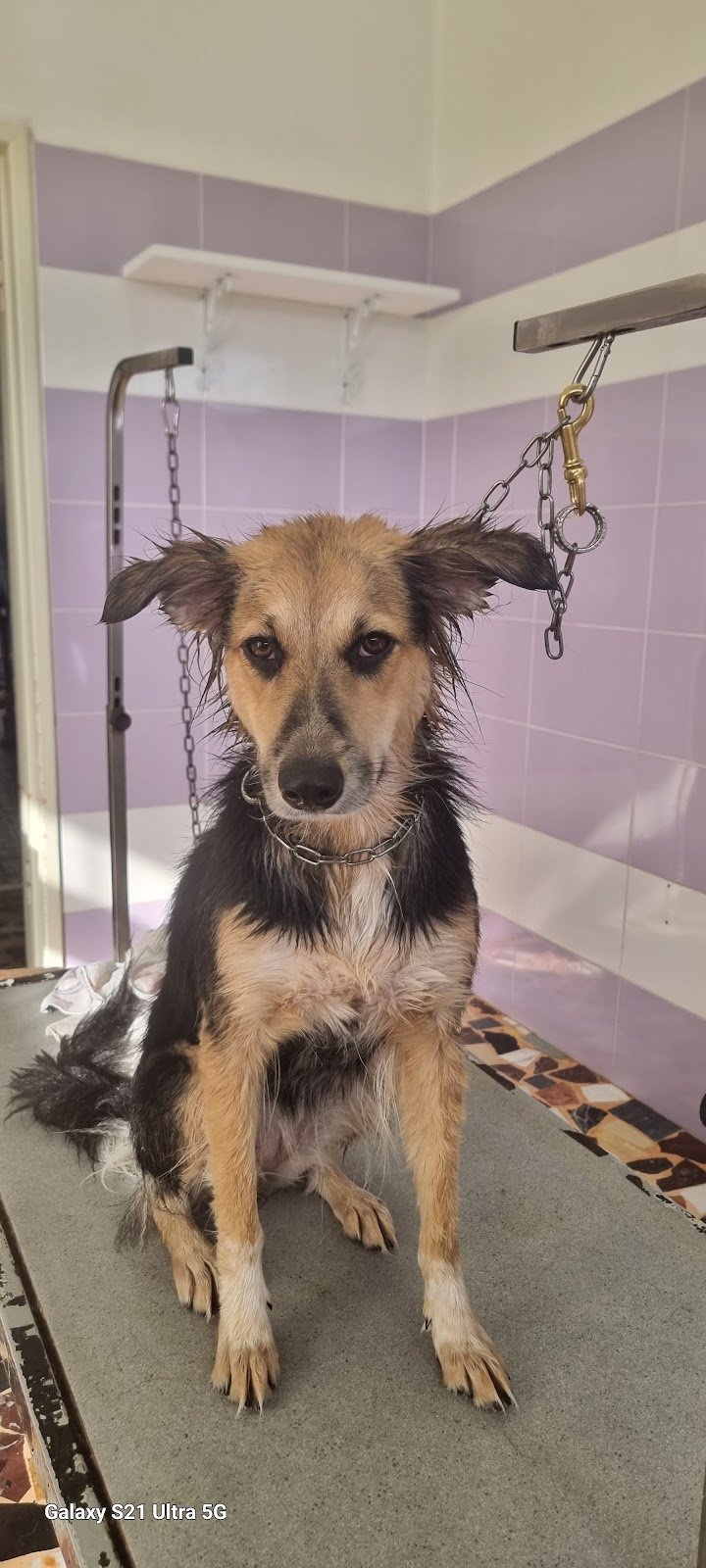 Vita Da Cani - Foto 2