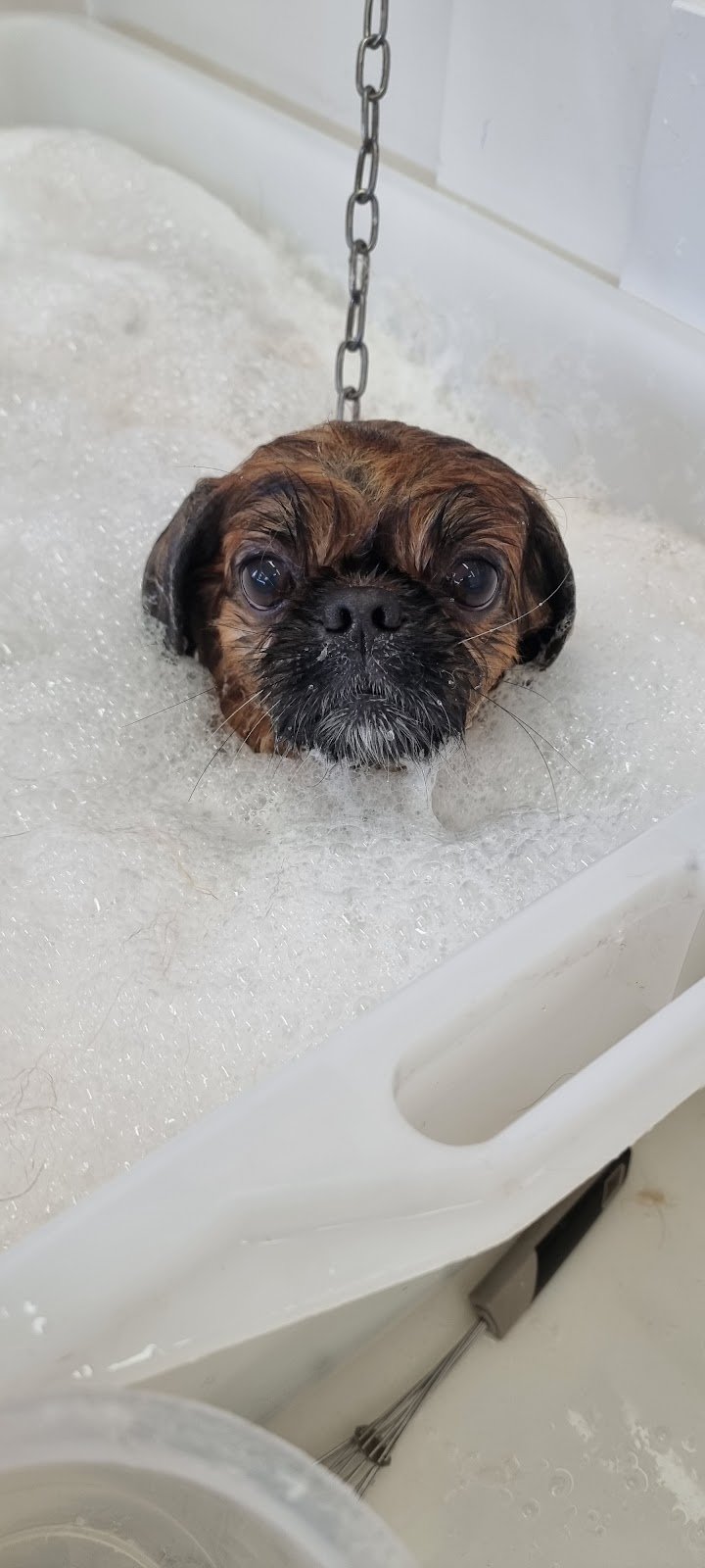 Vita Da Cani - Foto 3