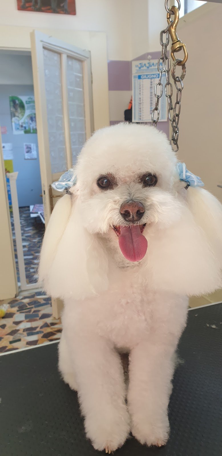 Vita Da Cani - Foto 4