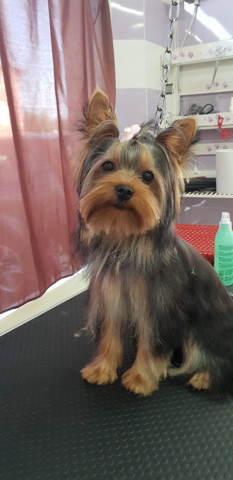 Vita Da Cani - Foto 6