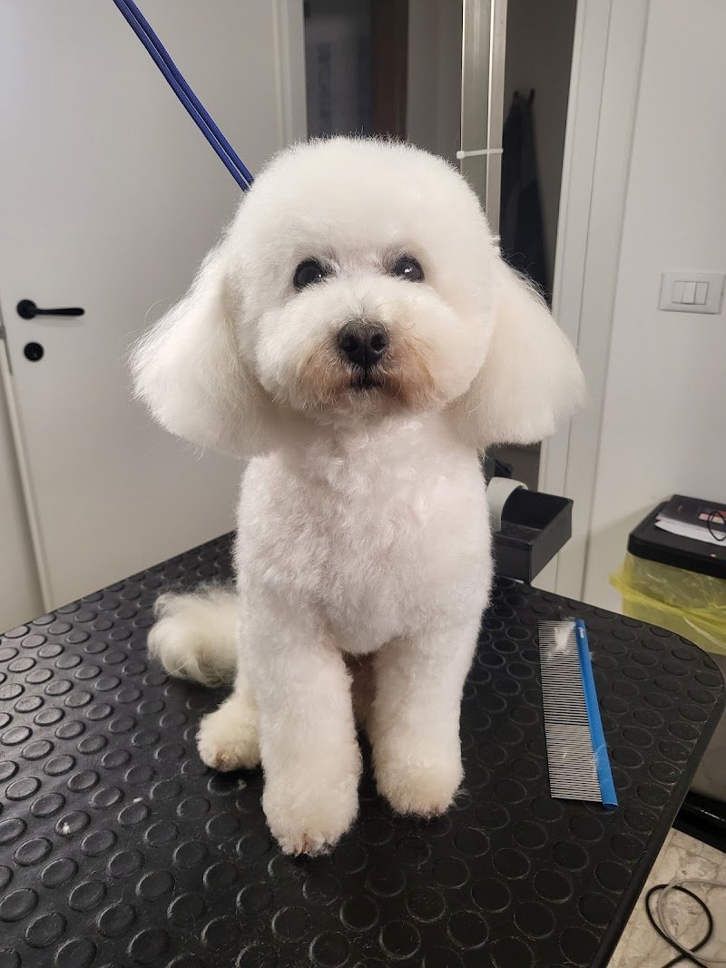 Vita da cani! Toelettatura per cani arcella - Foto 1