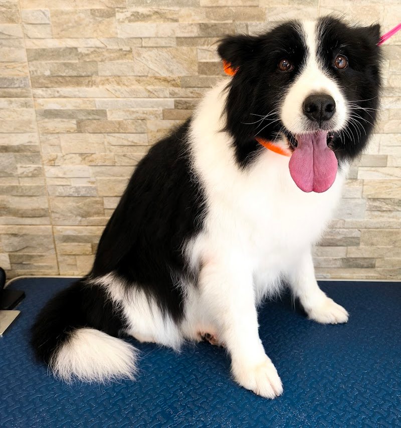 Vita da cani! Toelettatura per cani arcella - Foto 2