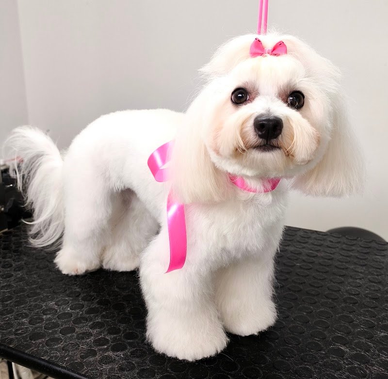 Vita da cani! Toelettatura per cani arcella - Foto 3