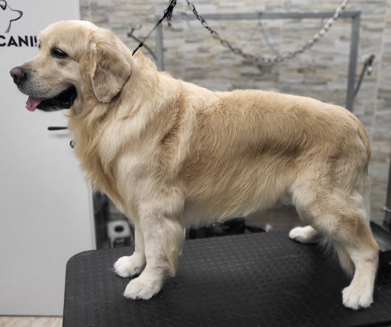 Vita da cani! Toelettatura per cani arcella - Foto 4