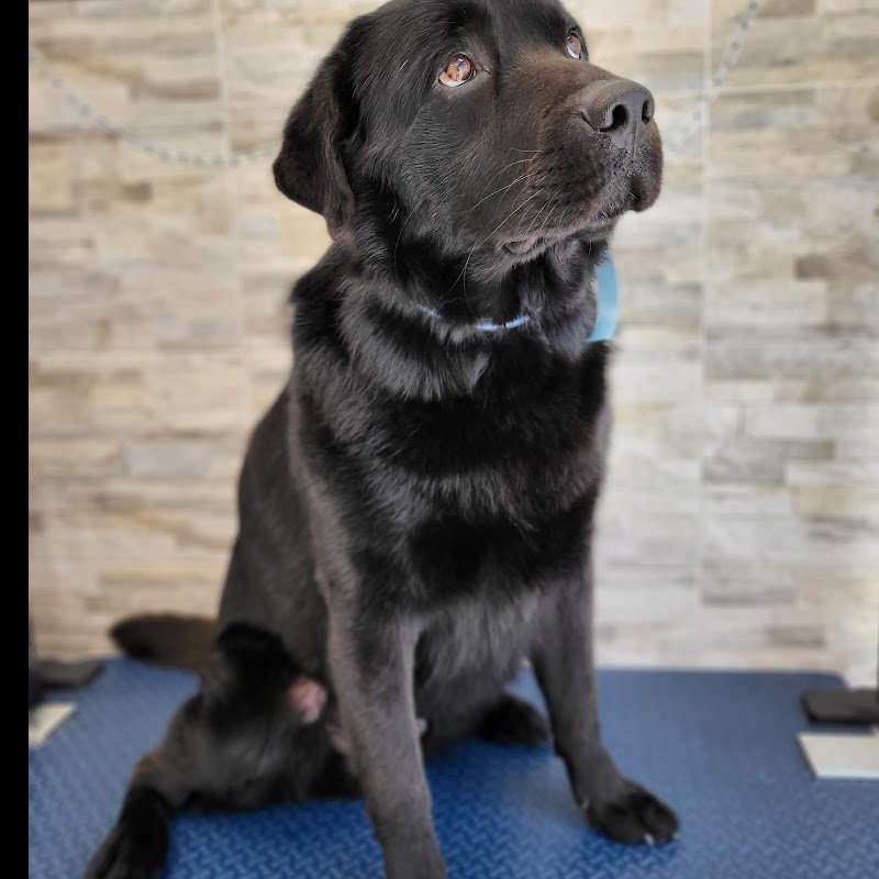 Vita da cani! Toelettatura per cani arcella - Foto 5