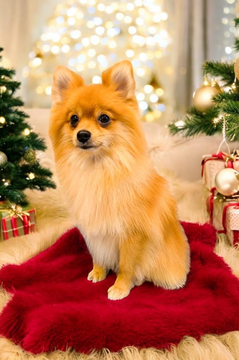 Vita da cani! Toelettatura per cani arcella - Foto 6