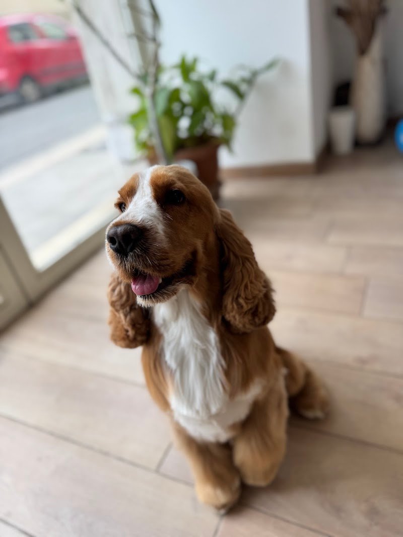 VitadaCani - Grooming Relax & More - Foto 1