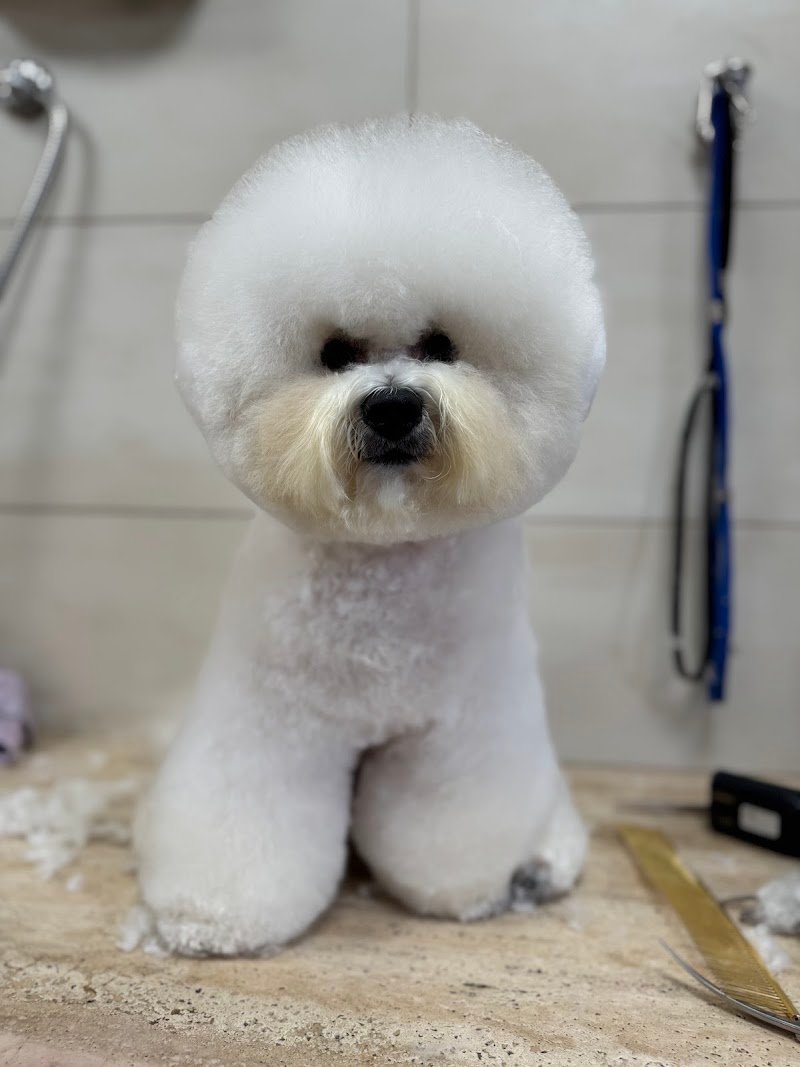 VitadaCani - Grooming Relax & More - Foto 2