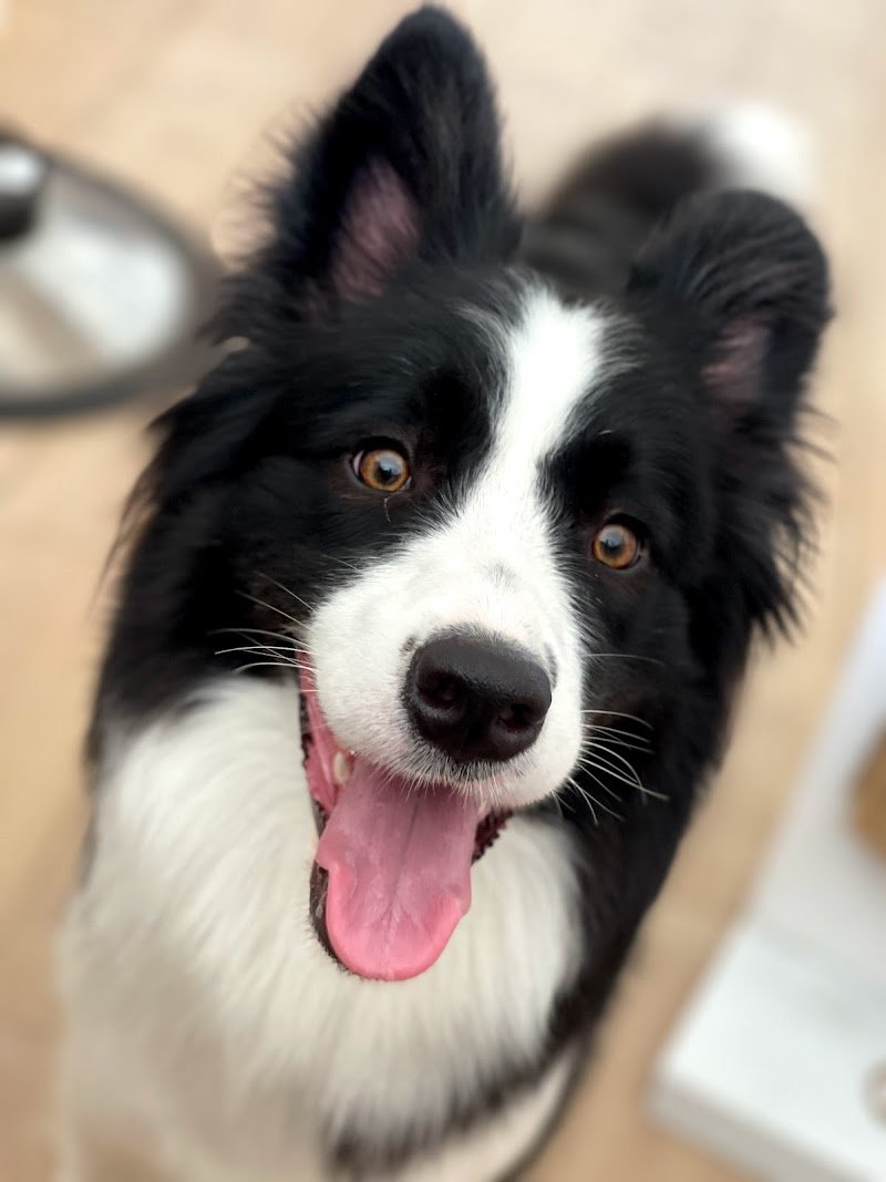 VitadaCani - Grooming Relax & More - Foto 3