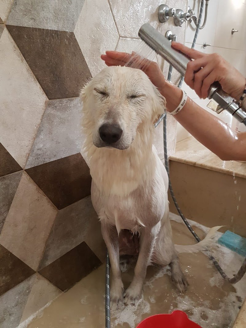 VitadaCani - Grooming Relax & More - Foto 4