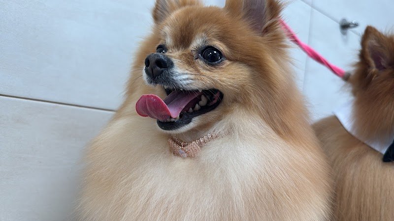 VitadaCani - Grooming Relax & More - Foto 5