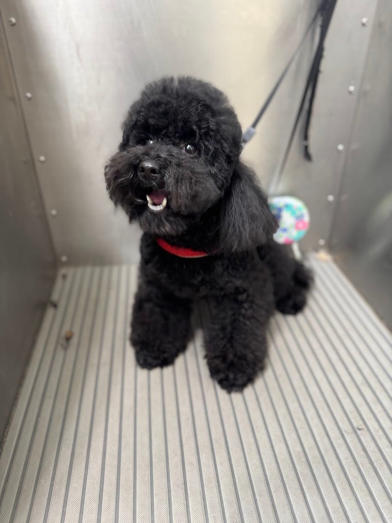 VitadaCani - Grooming Relax & More - Foto 6