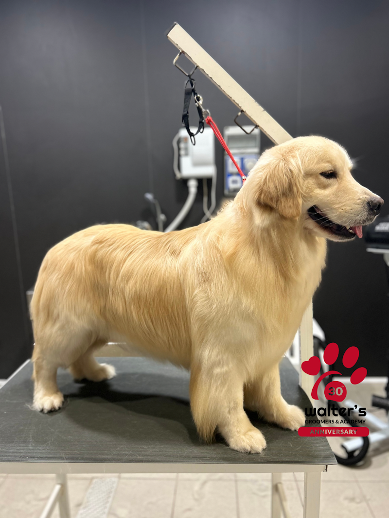 Walter’s 1995 - Bitonto - Foto 5