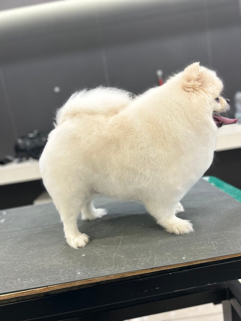 Walter’s 1995 - Bitonto - Foto 6