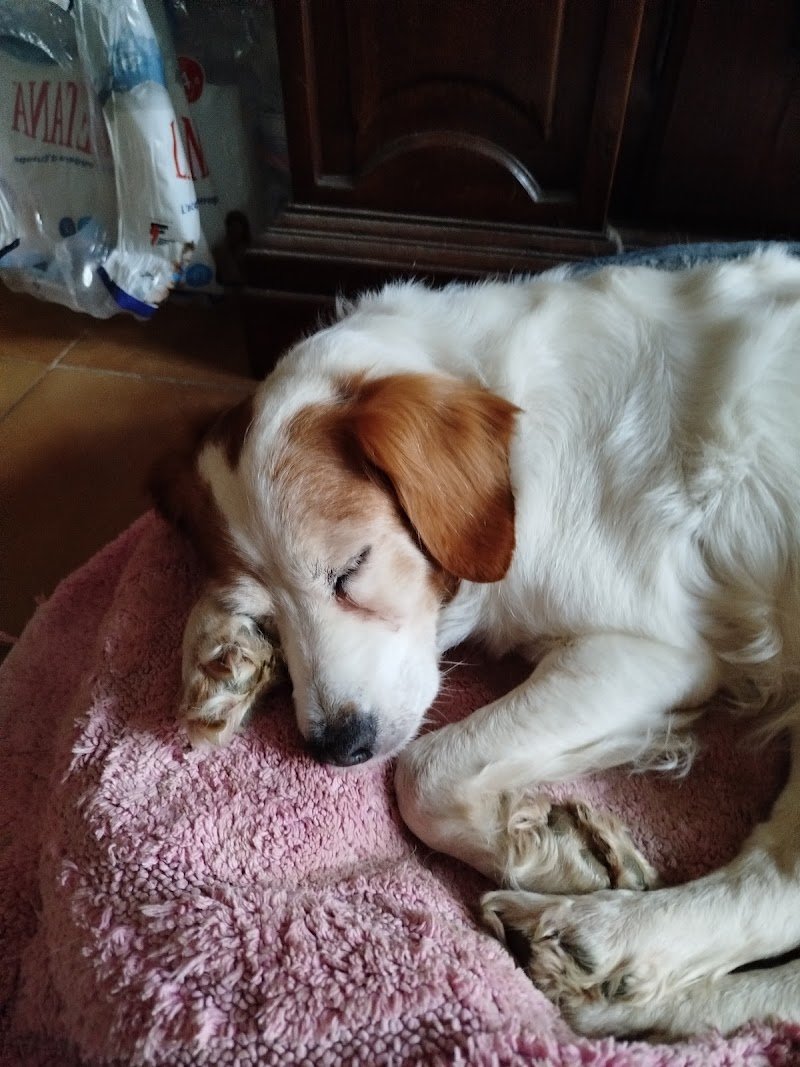 Wash Dog Abbiategrasso - Foto 5