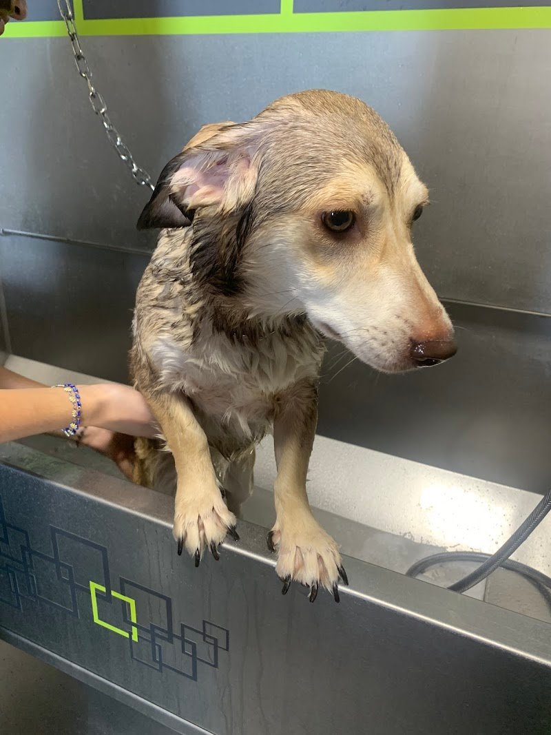 Wash Dog Abbiategrasso - Foto 6