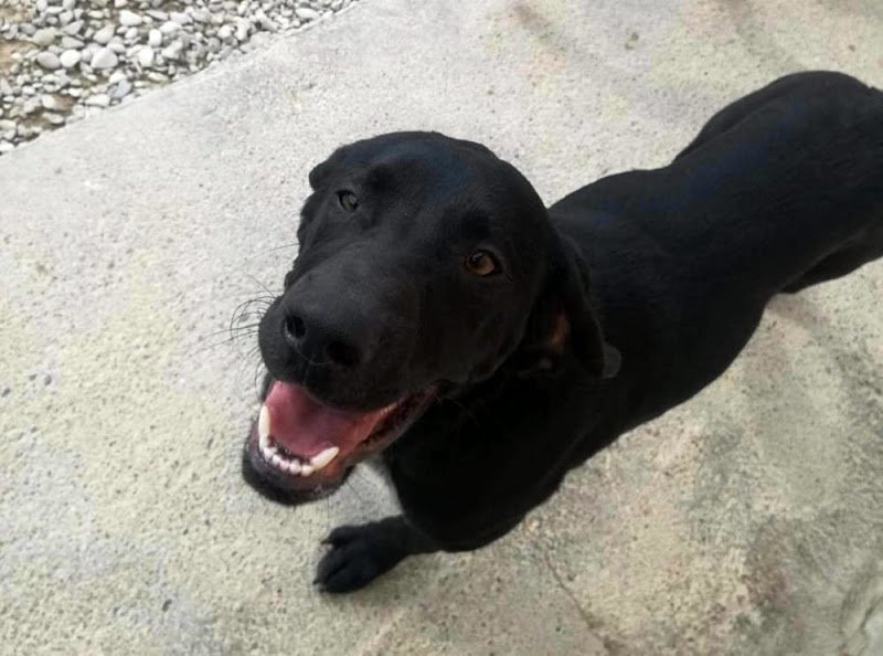 Wash Dog Arezzo - Foto 2