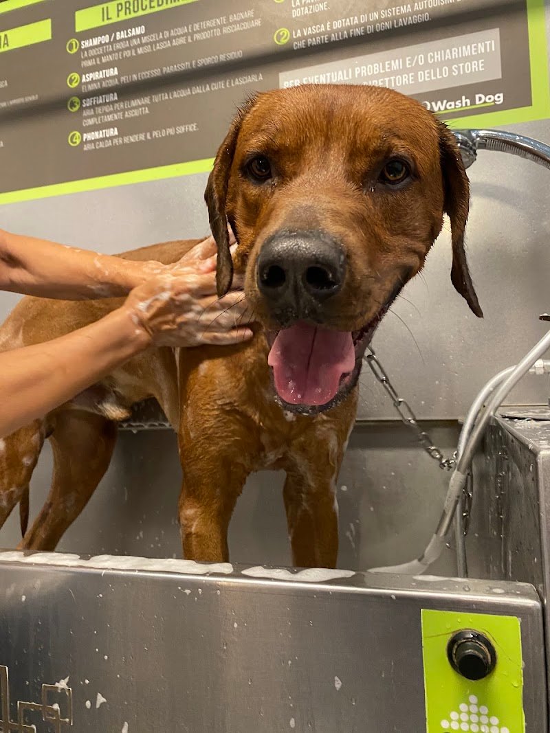 Wash Dog Brescia Piazzale Canton Mombello - Foto 2