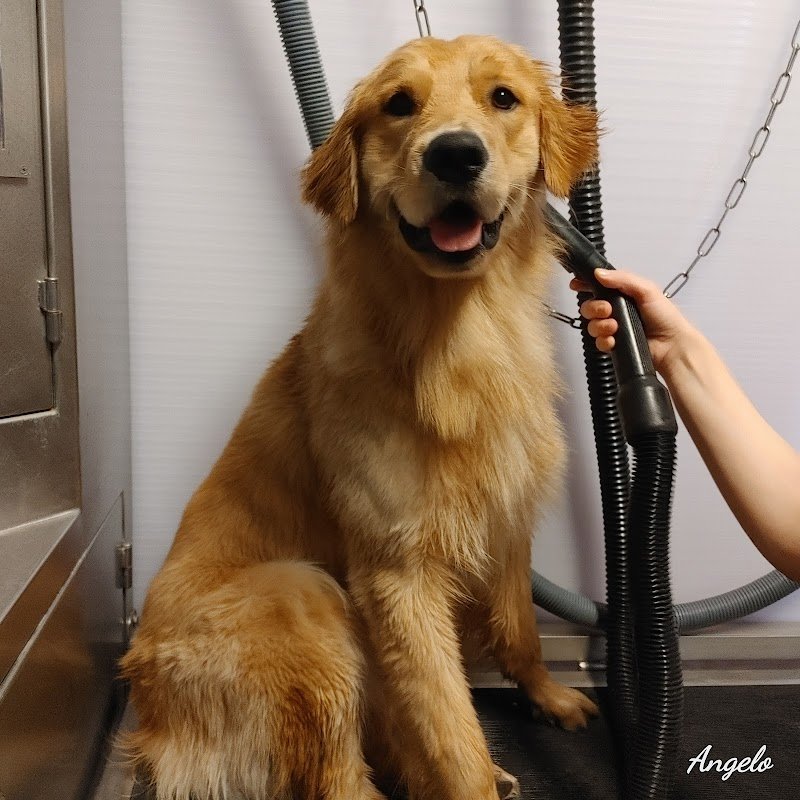 Wash Dog Brescia Piazzale Canton Mombello - Foto 4