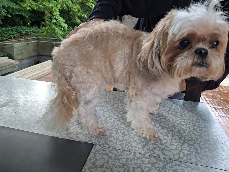 Wash Dog Brescia Piazzale Canton Mombello - Foto 5