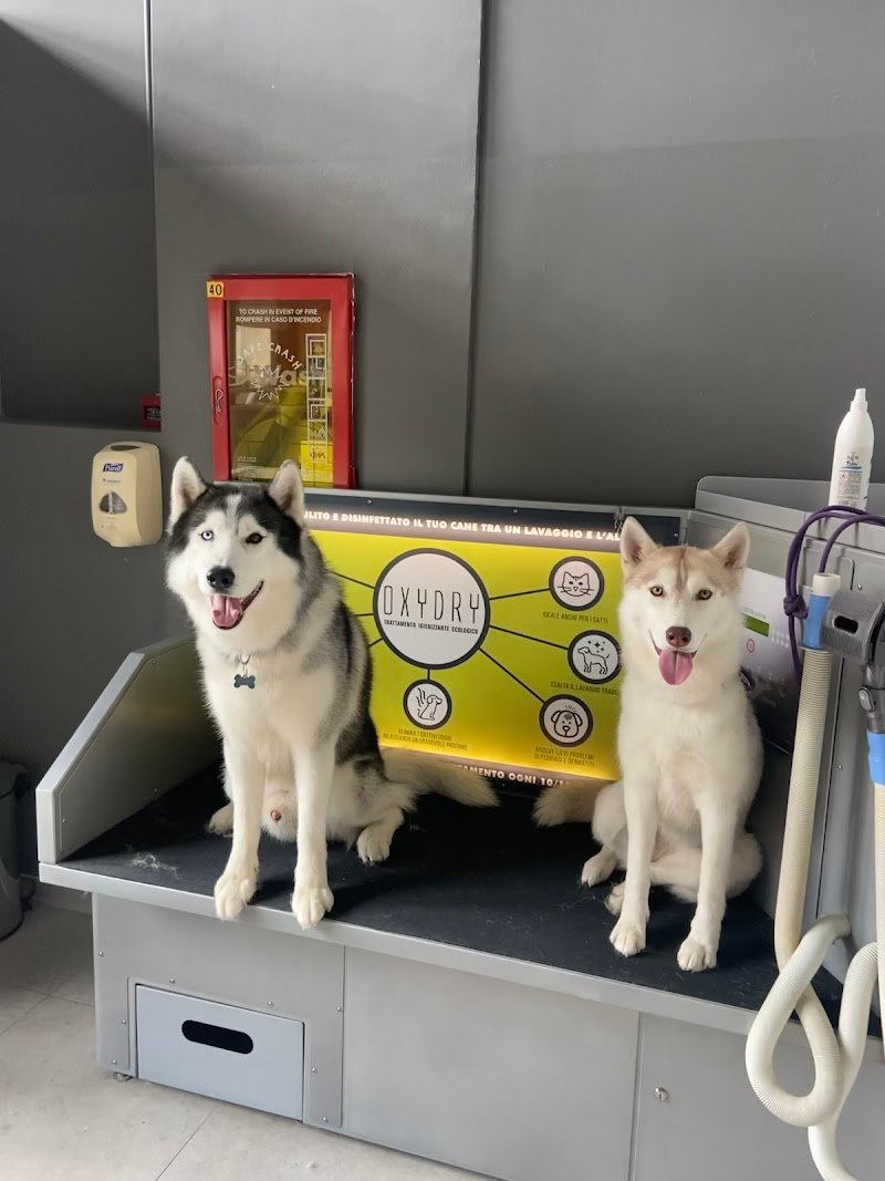 Wash Dog Brescia Piazzale Canton Mombello - Foto 6