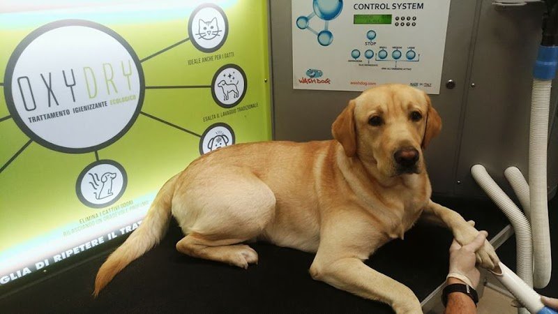 Wash Dog Brescia Via Sebino p.le Iveco - Foto 2
