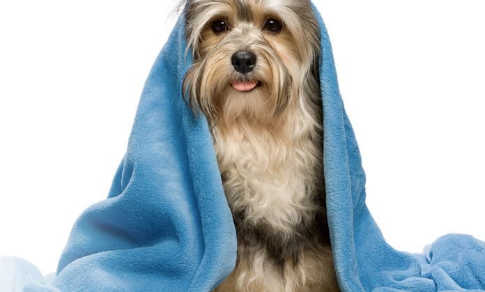 Wash Dog Brescia Via Sebino p.le Iveco - Foto 3