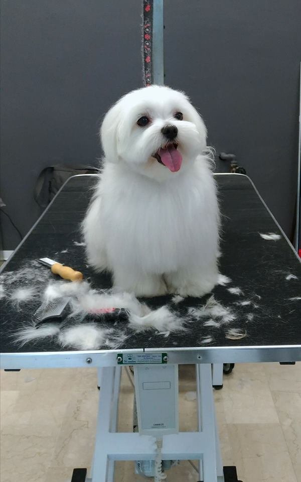 Wash Dog Brescia Via Sebino p.le Iveco - Foto 4