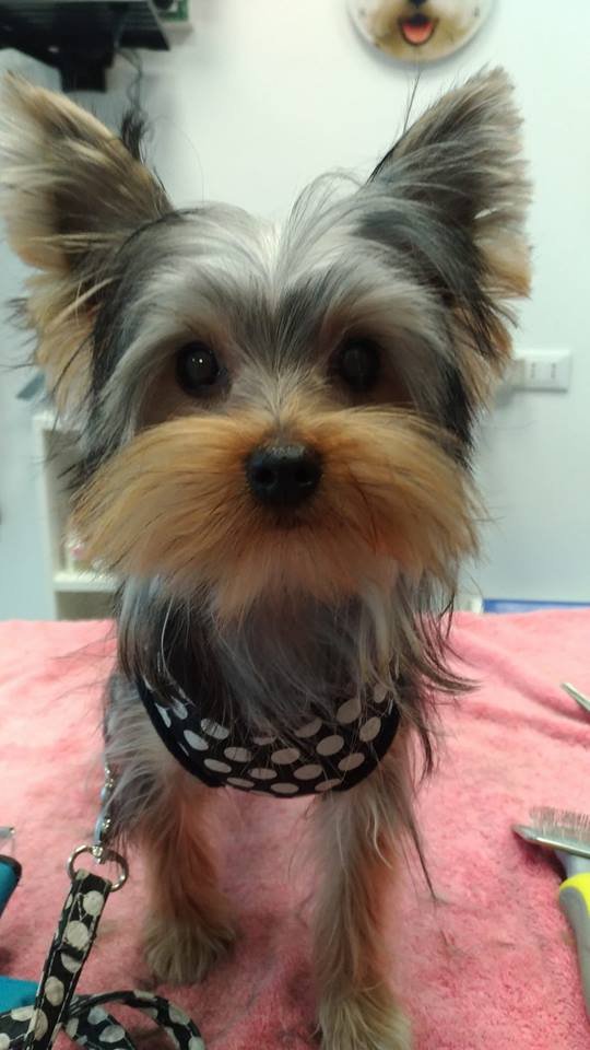 Wash Dog Brescia Via Sebino p.le Iveco - Foto 5