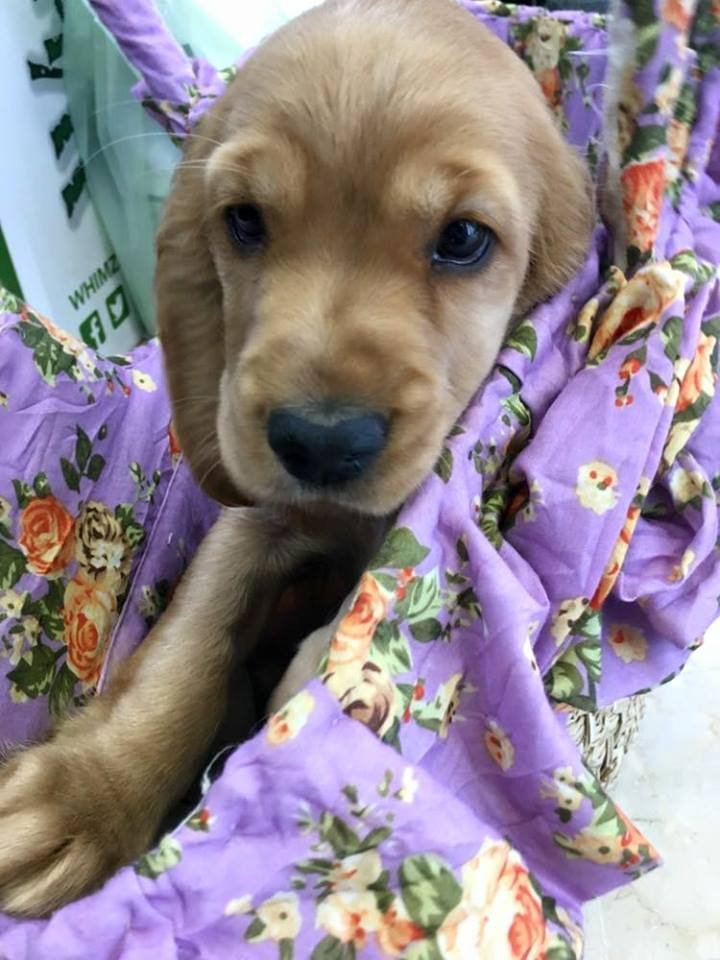 Wash Dog Brescia Via Sebino p.le Iveco - Foto 6