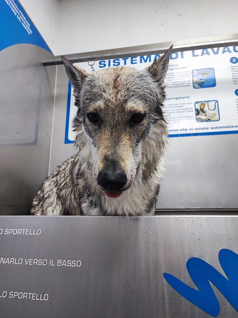 Wash Dog Cavallasca - Foto 3