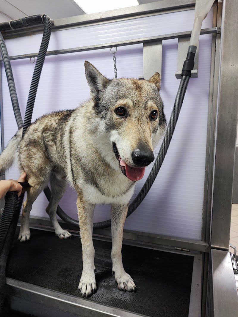 Wash Dog Cavallasca - Foto 4