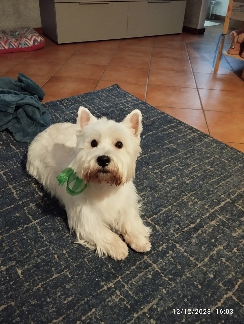 Wash Dog Cavallasca - Foto 6