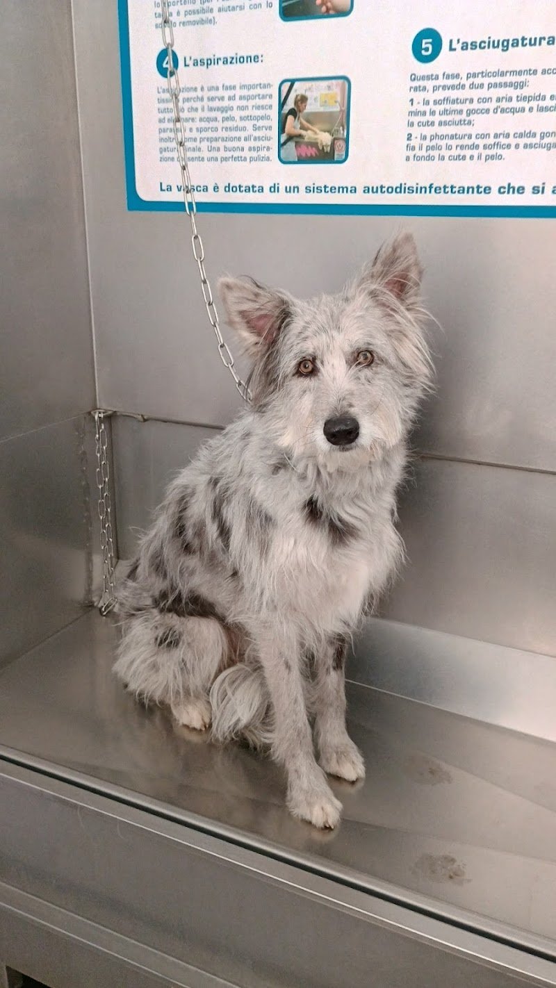 Wash Dog Cremona - Lavaggio cani self service - Foto 2