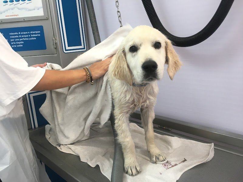 Wash Dog Cremona - Lavaggio cani self service - Foto 3