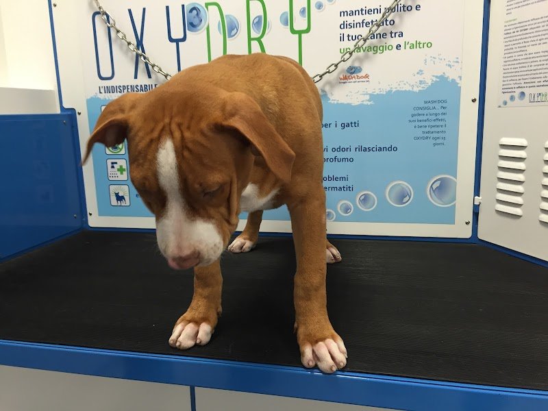 Wash Dog Cremona - Lavaggio cani self service - Foto 4