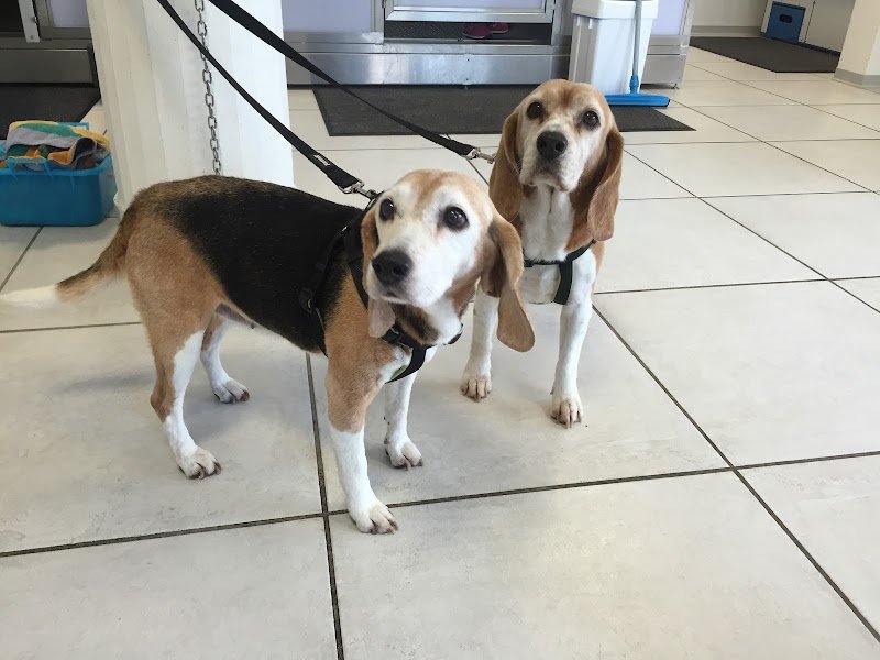 Wash Dog Cremona - Lavaggio cani self service - Foto 5