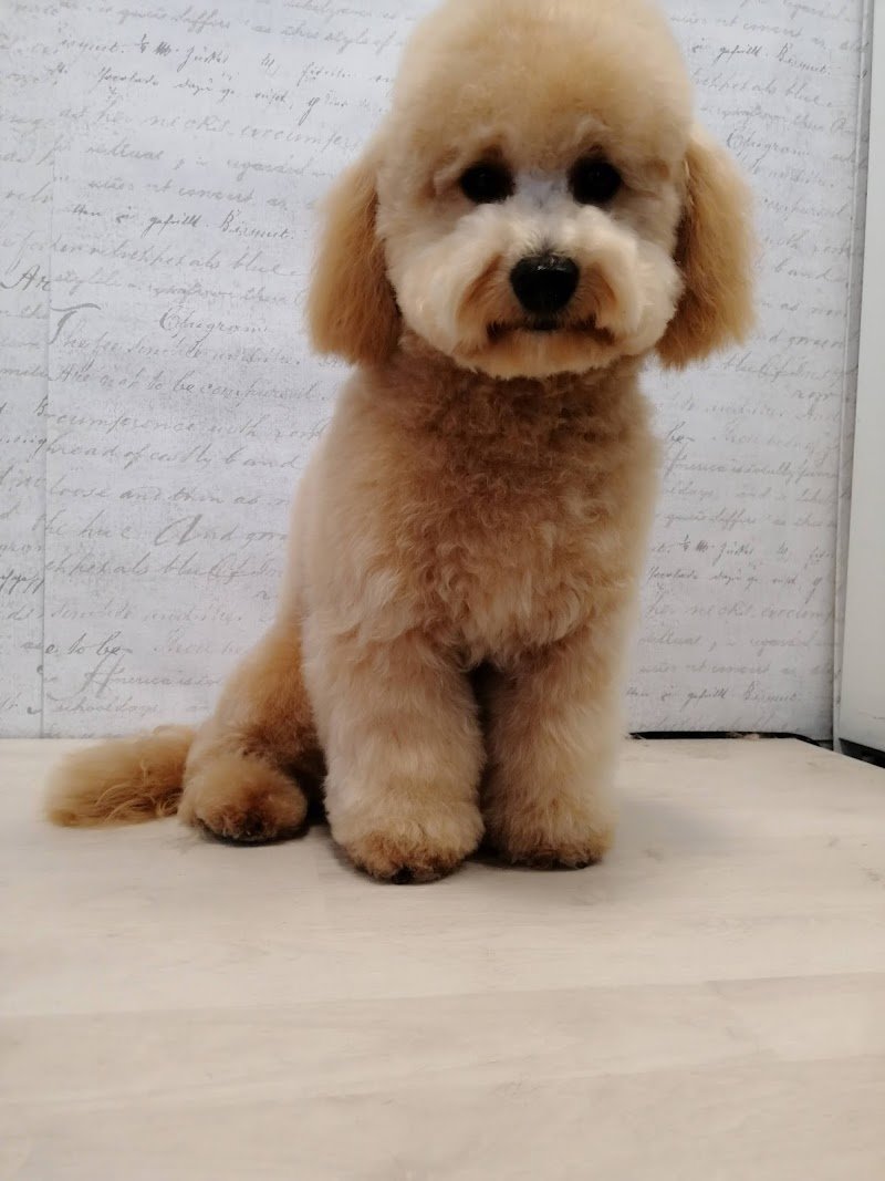 Wash Dog Curno - Foto 1