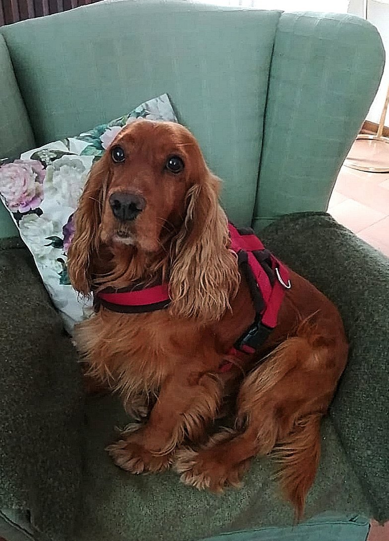 Wash Dog Curno - Foto 2