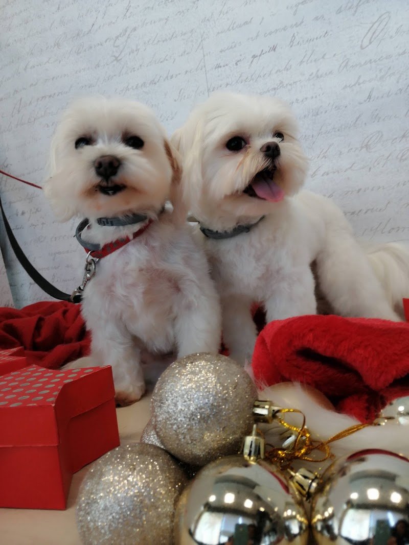 Wash Dog Curno - Foto 3