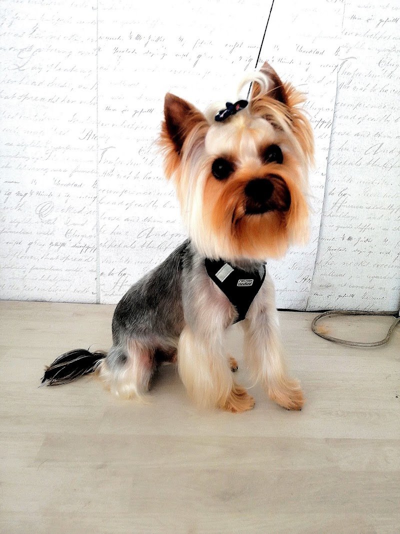 Wash Dog Curno - Foto 4